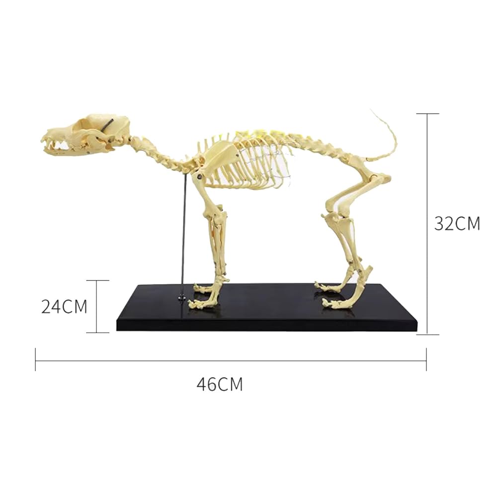 Amazon.co.jp: haoyunjianjiak犬の骨格標本のモデル動物の解剖学